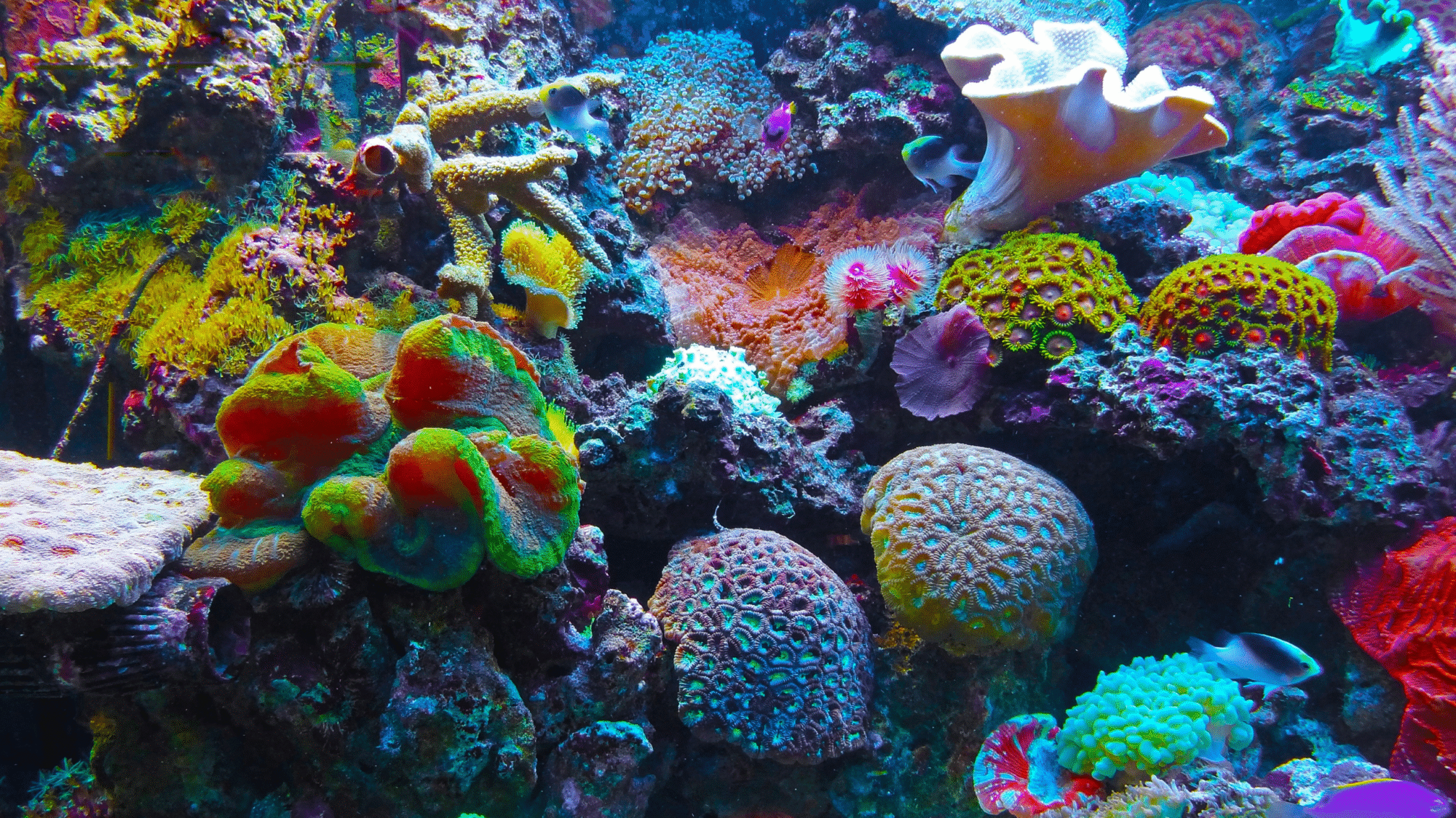 Sewa Bus Belitung - Rental Bus Belitung - Sewa Mobil Belitung - Sewa Perahu Wisata Belitung - Paket Wisata Belitung - Wisata Pulau Belitung