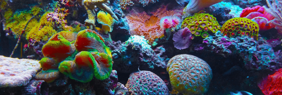 Sewa Bus Belitung - Rental Bus Belitung - Sewa Mobil Belitung - Sewa Perahu Wisata Belitung - Paket Wisata Belitung - Wisata Pulau Belitung